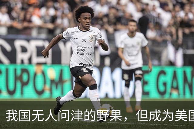 我国无人问津的野果，但成为美国人的心头宝，60元1斤供不应求？
